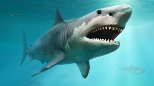 20 интересных фактов о мегалодоне - акуле размером с автобус, кусавшей китов пополам