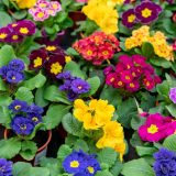 Петуниялар туралы 12 қызықты дерек – балкондарды сәндейтін темекі мен картоптың туыстары