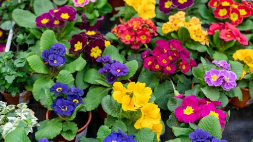 Петуниялар туралы 12 қызықты дерек – балкондарды сәндейтін темекі мен картоптың туыстары
