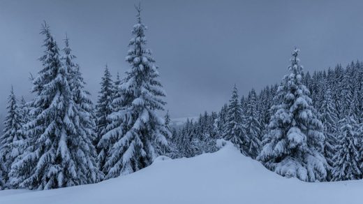 20 интересных фактов о снеге – осадках, которые на самом деле не белые, а прозрачные, и скрипят из-за ломающихся кристаллов