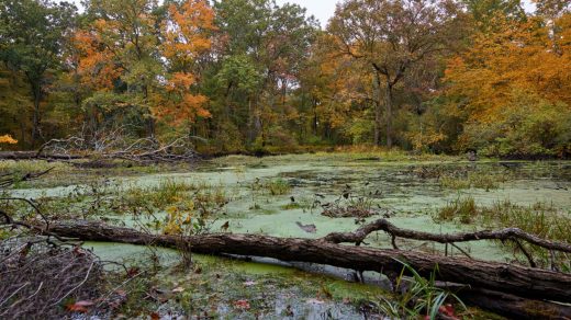 20 интересных фактов о болотах - фильтрах планеты, которые хранят консервированные находки тысячелетиями