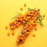 12 интересных фактов об облепихе - «сибирском ананасе», растущем в горах Алтая