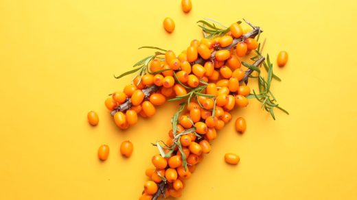 12 интересных фактов об облепихе - «сибирском ананасе», растущем в горах Алтая