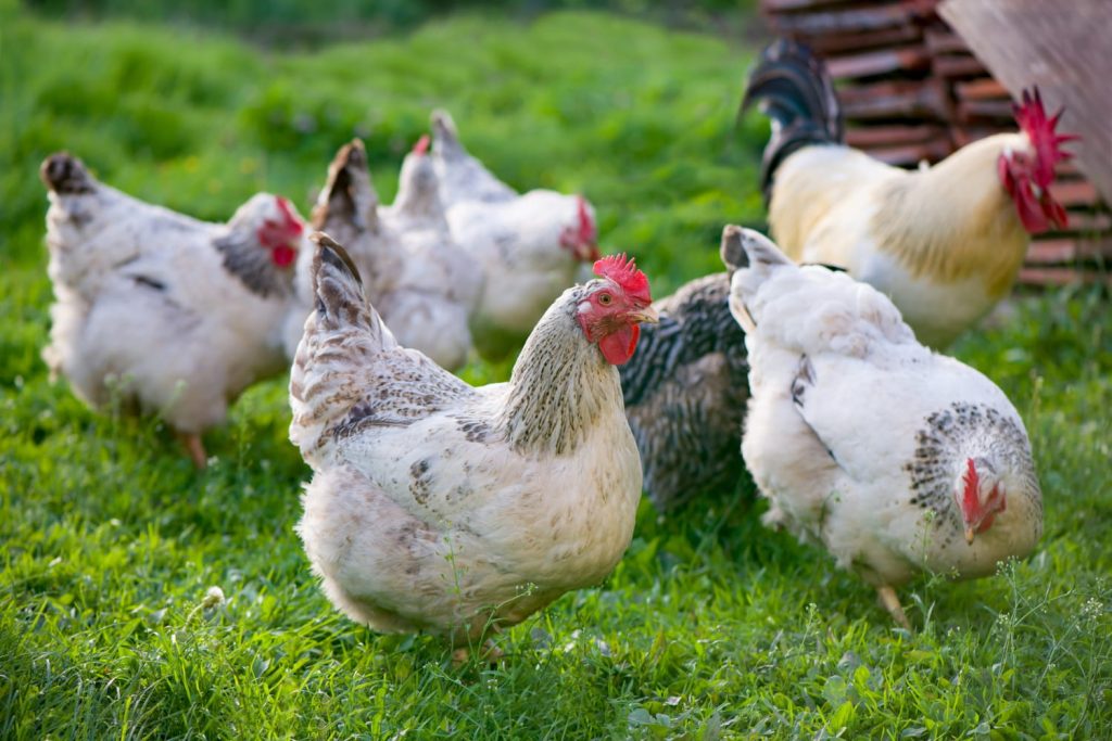 25 интересных фактов о курицах, которые являются ближайшими ныне живущими родственниками тираннозавра - OnlyFacts KZ 1