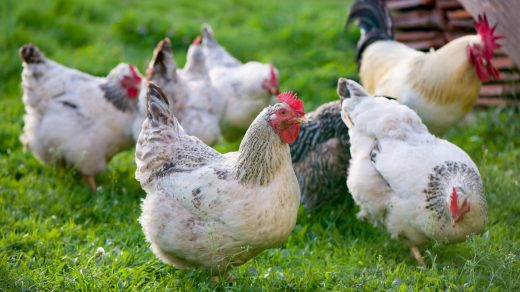 25 интересных фактов о курицах, которые являются ближайшими ныне живущими родственниками тираннозавра