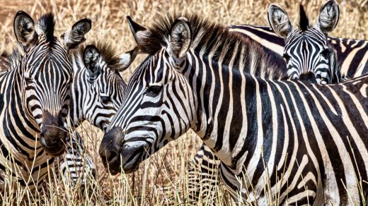 Зебралар туралы 25 қызықты дерек – керісінше емес, ақ жолақты қара жануарлар