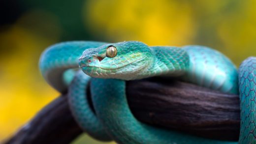 25 интересных фактов о змеях, которые нюхают языком и слышат вибрации всем телом